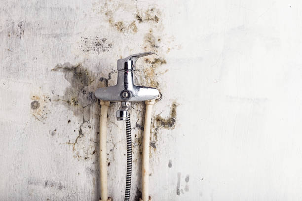 Best Fast Mold Removal  in Sandusky, MI