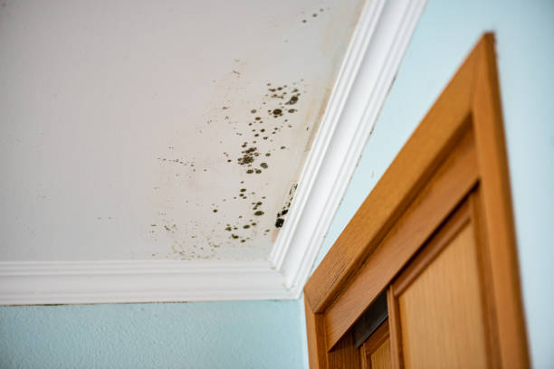 Best Black Mold Removal  in Sandusky, MI