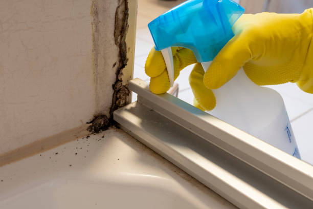 Best Mold Cleaning Services  in Sandusky, MI