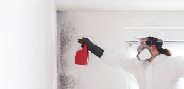 Best Home Mold Removal  in Sandusky, MI