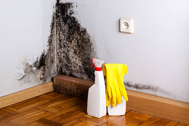 Best Commercial Mold Removal  in Sandusky, MI