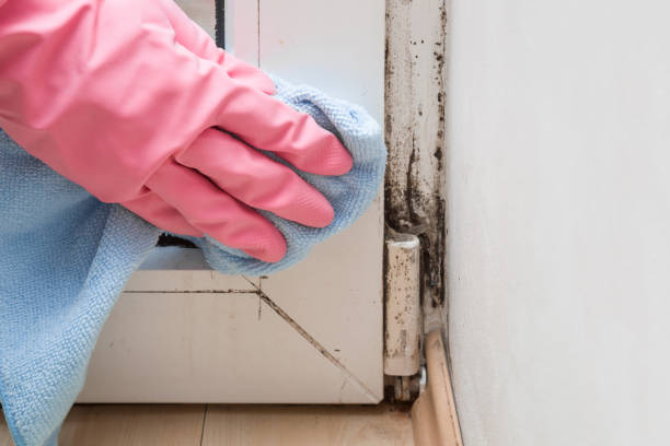 Home Mold Removal in Sandusky, MI