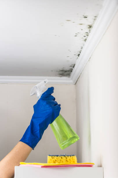 Best Toxic Mold Removal  in Sandusky, MI