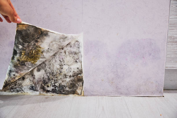 Mold Removal and Inspection in Sandusky, MI